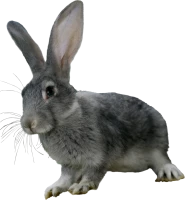 WEBP