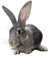 WEBP