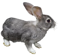 WEBP