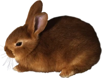 WEBP