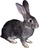 WEBP
