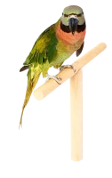 WEBP