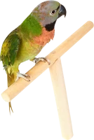 WEBP