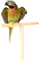WEBP