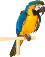 WEBP