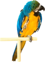 WEBP