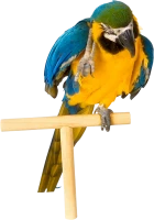 WEBP
