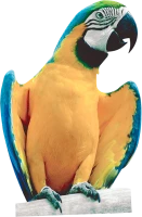 WEBP