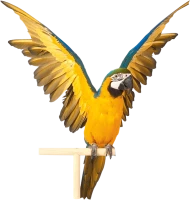 WEBP