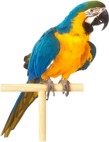 WEBP