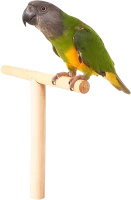 WEBP