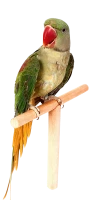 WEBP