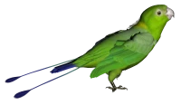 WEBP