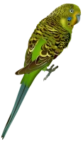 WEBP