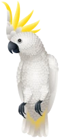 WEBP