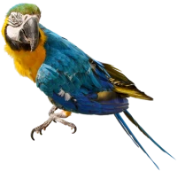 WEBP