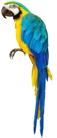 WEBP