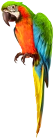WEBP