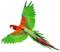 WEBP