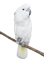 WEBP