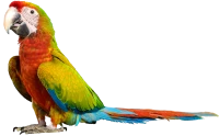 WEBP