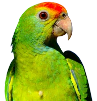 WEBP