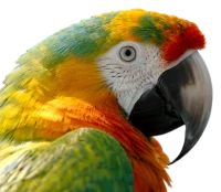 WEBP
