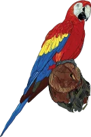 WEBP