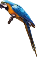 WEBP