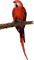 WEBP