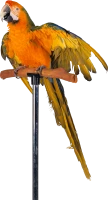 WEBP