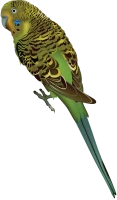 WEBP