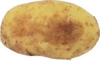WEBP