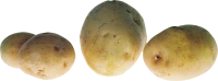 WEBP