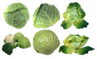 WEBP