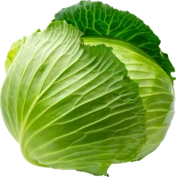 WEBP