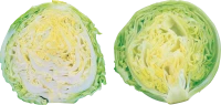 WEBP
