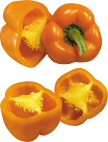 WEBP