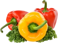 WEBP