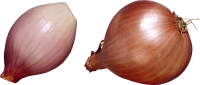 WEBP