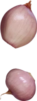 WEBP