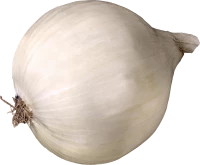 WEBP