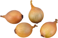 WEBP