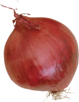 WEBP