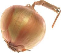 WEBP