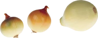 WEBP