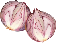 WEBP