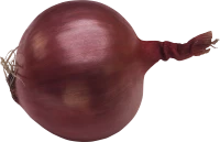 WEBP