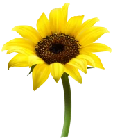 WEBP