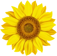 WEBP